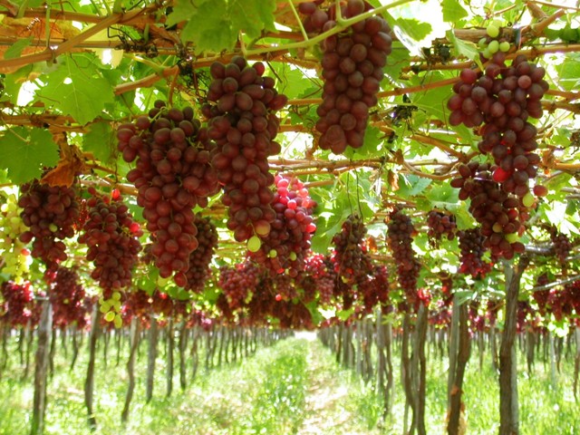 Maior período de maturação garante uvas mais doces_sugestões Giuliano - Créditos Embrapa