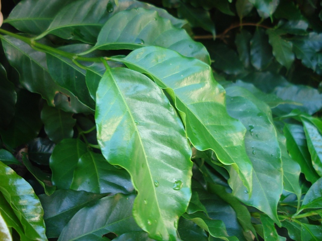  A análise foliar avalia o quanto a planta absorveu dos nutrientes -  Crédito Marcelo Linhares