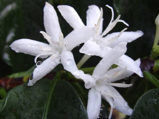 Adubação foliar no cafeeiro corrige deficiências - Crédito Ivanir Maia