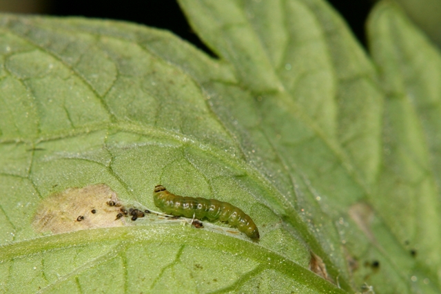 Controle Biológico da larva-minadora - Créditos Flávio Medeiros