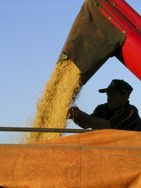 O Brasil produziu em torno de 93 milhões de toneladas de soja - Créditos Shutterstock