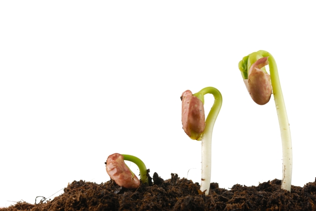 O feijão está entre as culturas bem atendidas pelo controle biológico - Créditos Shutterstock