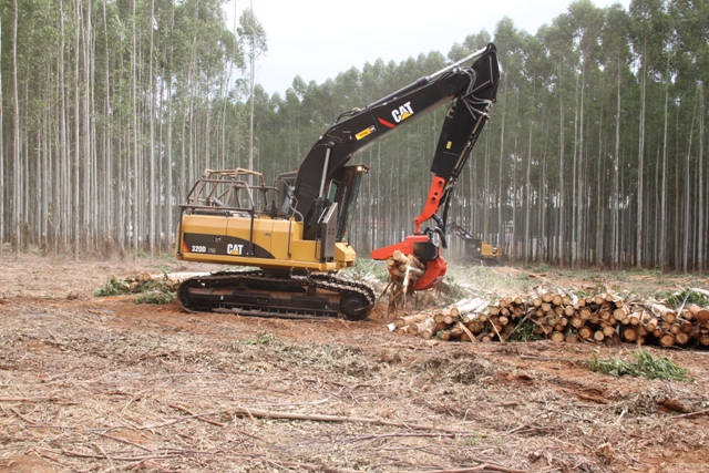 A produção de florestas da região conta com alta tecnologia - Crédito Ana Maria Diniz