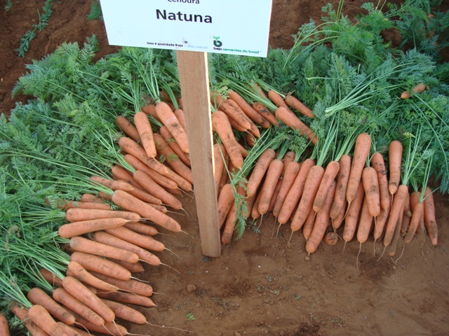 A cultivar Natuna consegue agregar produtividade e rusticidade no campo