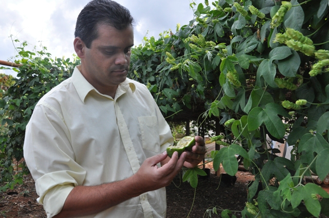  Pesquisadores preparam dez novos cultivares de maracujá