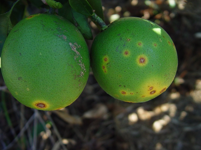 Sintoma de cancro em fruto de laranja - Créditos Fundecitrus