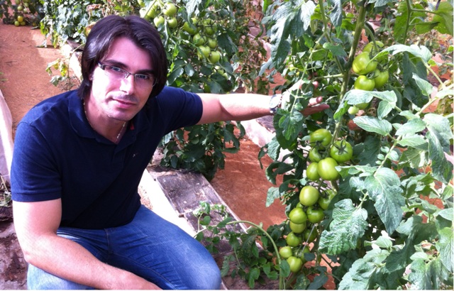 Pesquisa realizada pelo professor Douglas José Marques, na Unifenas, seleciona tomateiro adaptado a níveis baixo de fósforo