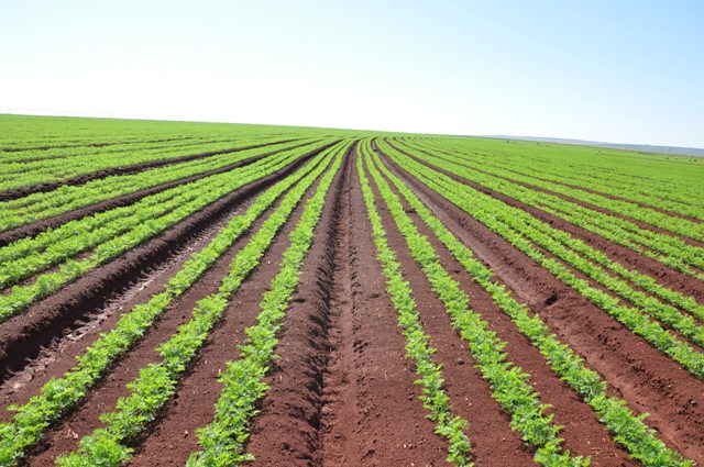 Plantio de cenoura de inverno exige variedades produtivas - Crédito Renato Mendes