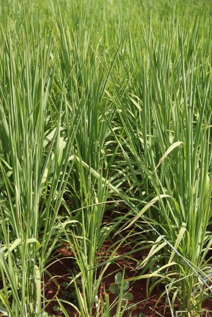 Quase o dobro do arroz produzido só com a metade da água na irrigação - Crédito Miriam Lins