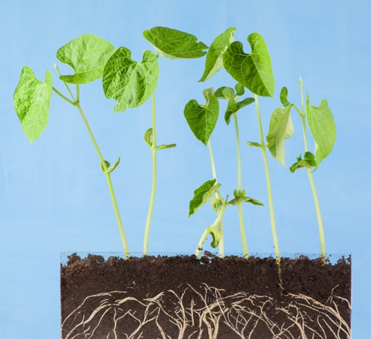 As raízes das plantas são beneficiadas pela adubação verde - Crédito Shutterstock