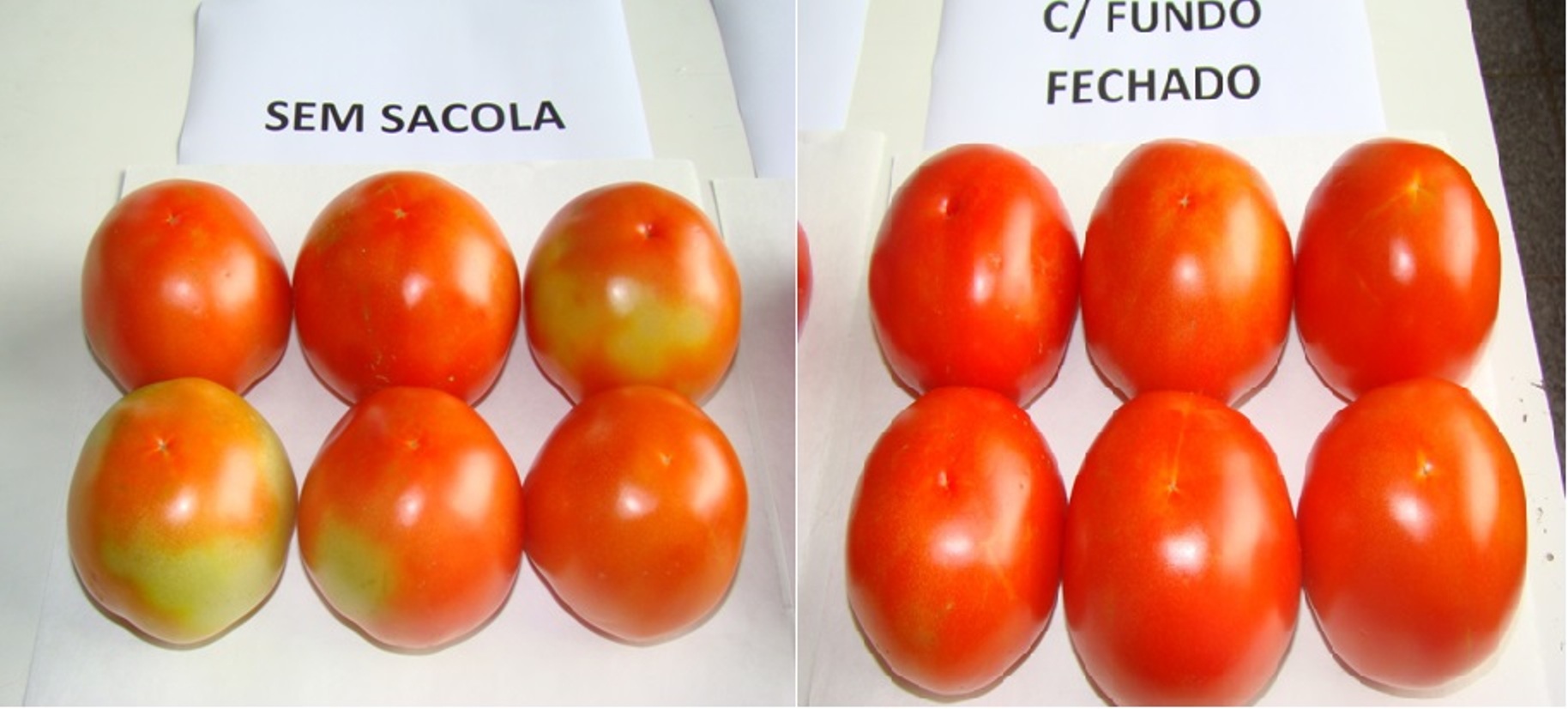 Ensacamento das pencas de tomate evita brocas - Créditos Dirceu Pratissoli