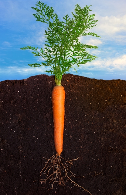 Para o inverno já existem cultivares altamente produtivas e adaptadas - Crédito Shutterstock