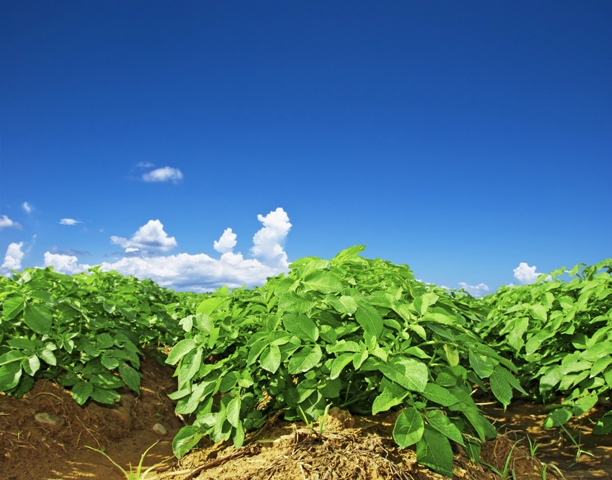 Várias pesquisas que ressaltam os benefícios de fertilizantes organominerais no sistema solo-planta-ambiente Créditos Shutterstock