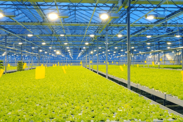 A hidroponia também é uma opção para áreas de baixa aptidão agrícola- Créditos Shutterstock