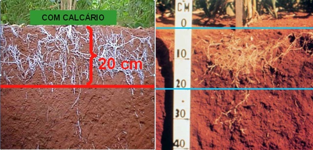 Calagem Com Fósforo Garante Melhor Correção Do Solo Revista Campo And Negócios 4314