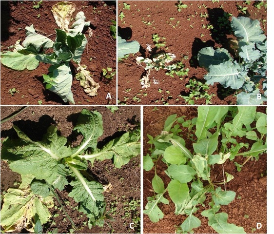Sintomas de murcha, subdesenvolvimento, deficiências nutricionais e amarelecimento de folha em plantas de couve-manteiga - Crédito Embrapa Hortaliça