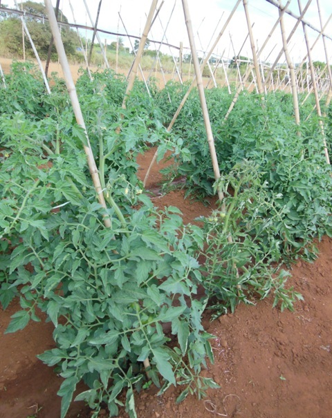 Os sintomas causados por tospovírus variam de acordo com a cultivar de tomate - Crédito Wellington Brito