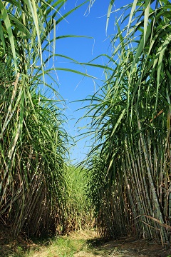 A cana-de-açúcar é a única cultura que consegue aproveitar todos os seus subprodutos gerados - Crédito Shutterstock