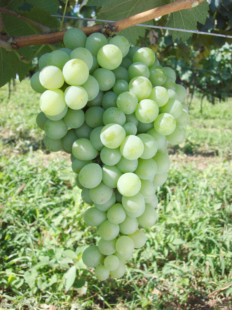 A região de Farroupilha apresenta o diferencial de constituir-se na região brasileira de maior concentração de uvas moscato do país Crédito - Valtair Comachio