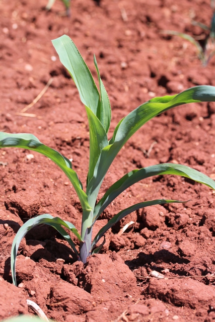 No tratamento de sementes, o Trichoderma promoveu maior crescimento de raízes em milho - Crédito Luize Hess