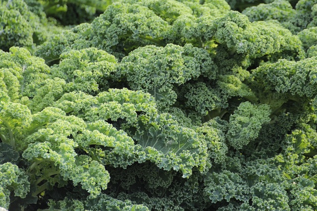 Já há uma demanda considerável de kale pelo mercado de produtos especializados em alimentos orgânicos - Crédito Pixabay