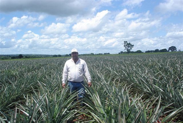 Produtor de abacaxi havaiano, Júlio César Leonel;