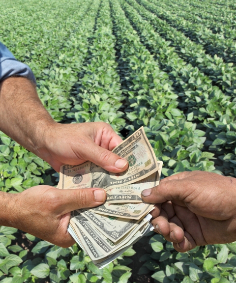 O agricultor profissional faz seu planejamento com base na eficiência proporcionada pelas tecnologias produtivas - Crédito - Shutterstock 