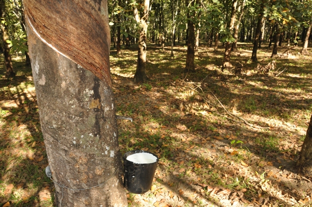 As pragas, especialmente os insetos, podem afetar a produção florestal e de seus derivados - Crédito Juliano Ribeiro