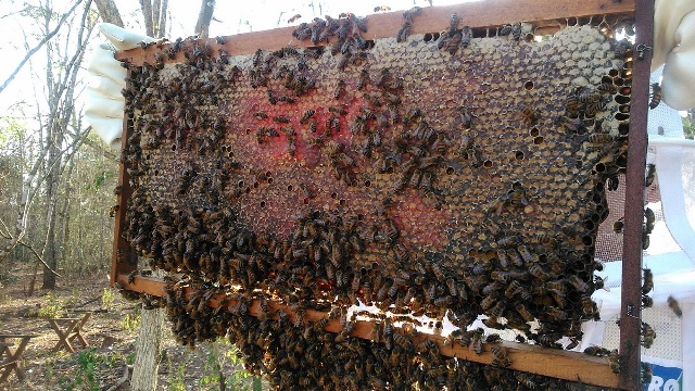 Caixas de abelhas em MS_Foto de Gustavo Bijos