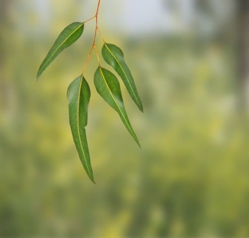 A análise foliar é importante para detectar os níveis nutricionais da planta - Créditos Shutterstock
