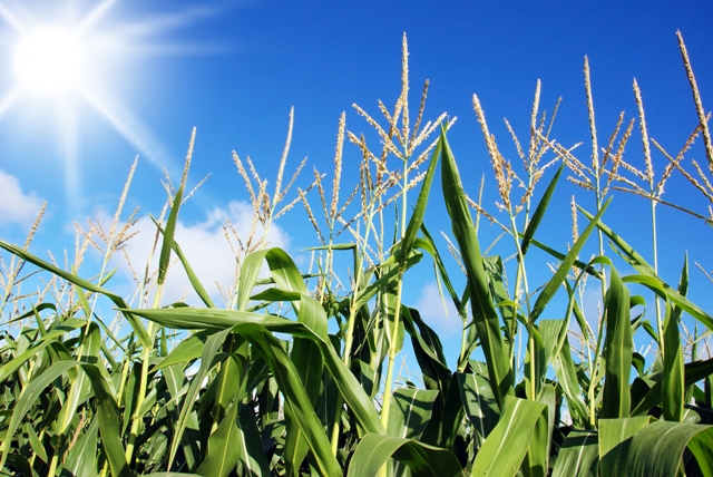  A análise foliar é indispensável em sistemas de manejo nutricional sustentável - Crédito Shutterstock
