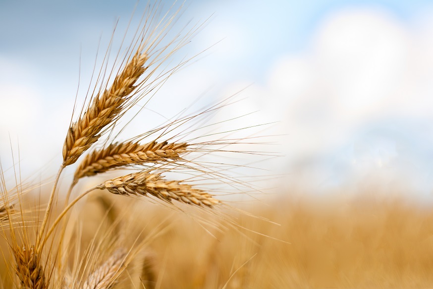 O Moinho Sete Irmãos incentiva a produção de trigo em Minas Gerais - Crédito Shutterstock