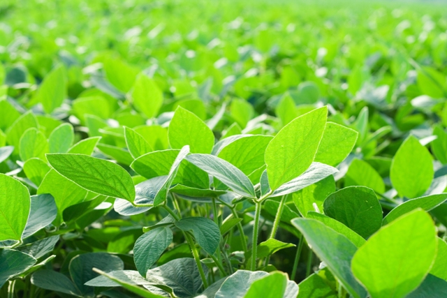 Uma das inovações no controle das plantas daninhas veio a partir da cultivares resistentes - Crédito Shutterstock