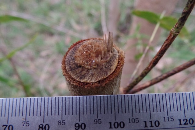 Eucalyptus-roletado-por-serrador.-Detalhe-do-comprimento-da-faixa-de-roletamento-Crédito-Isaque-Soares-Carlin