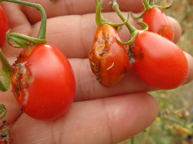 Frutos de tomate atacados por traça do tomateiro - Créditos José Salazar Zanuncio Junior