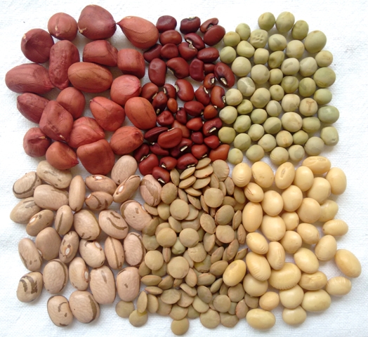 Sementes de algumas leguminosas alimentÃ­cias convencionais, mais consumidas no Brasil: amendoim (a), caupi (b), ervilha (c), feijão (d), lentilha (e) e soja (f)