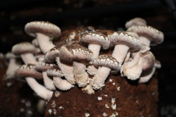 Produtores estão animados com shitake na região de Sorocaba, Nosso Campo