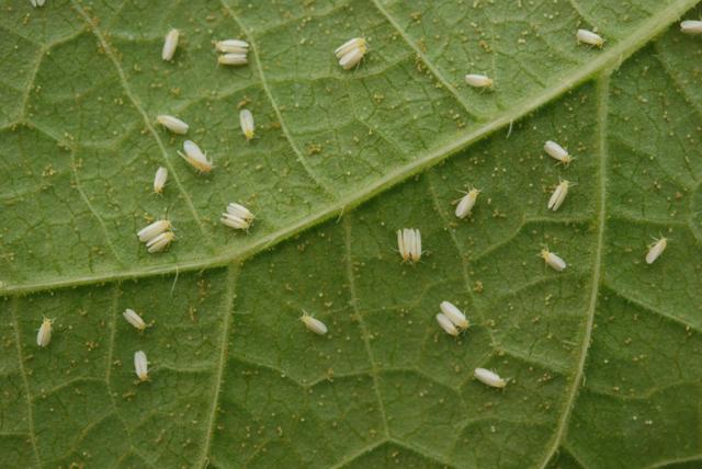 A Mosca Cega Folha1 - BethLandim