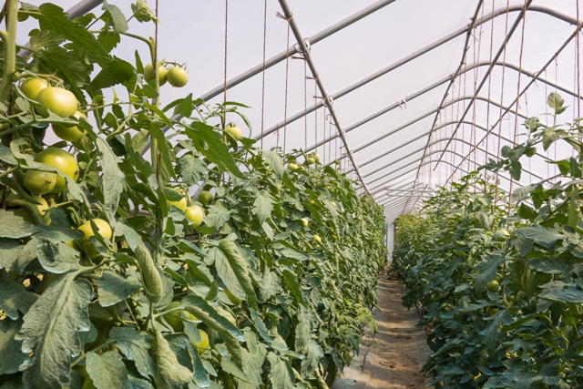 O cultivo em ambiente protegido assegura financeiramente a estabilidade da produção - Crédito Shutterstock
