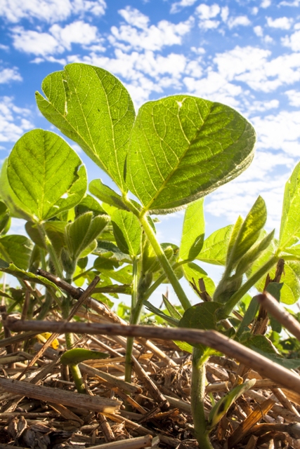 Os hormônios controlam o desenvolvimento vegetativo - Crédito Shutterstock