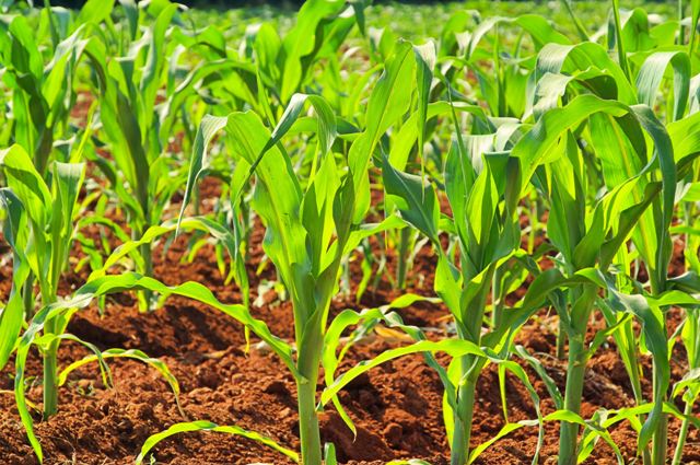 Recomenda-se plantar o milho-doce no espaçamento de 80 a 90 cm entre fileiras - CréditosShutterstock