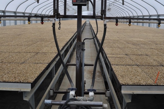 Sistema automatizado por aspersão com barra irrigadora móvel na produção de mudas. - Crédito Mark Woods