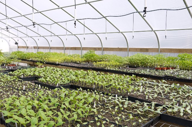 Sistema fixo de irrigação por microaspersão na produção de mudas de hortaliças - Crédito Waldir Marouelli