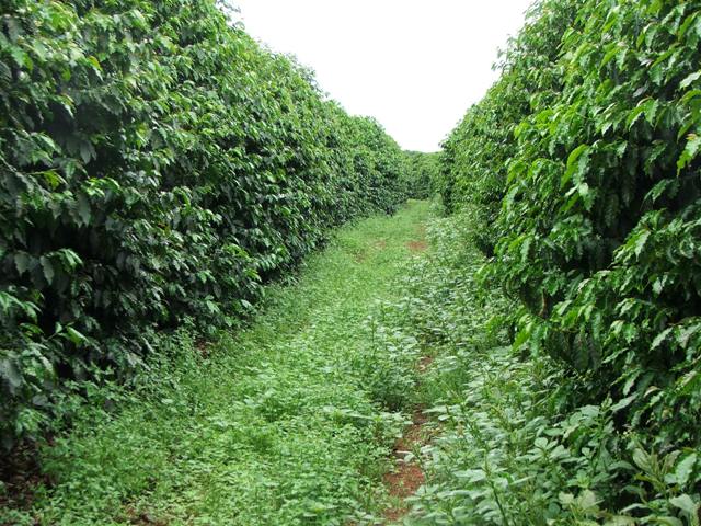 Manejo De Plantas Daninhas No Caf Revista Campo Neg Cios