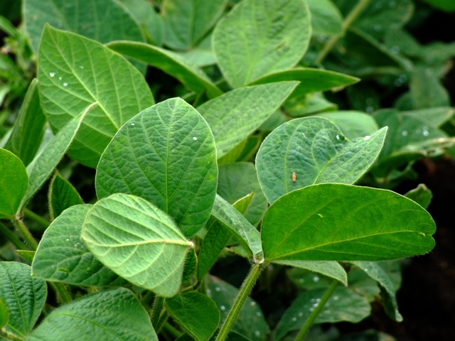 Folhas de soja infestadas por mosca-branca - Créditos Shutterstock