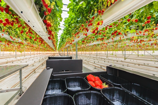 Os sistemas de produção de morango fora do solo permitem produzir o ano todo - Crédito Shutterstock