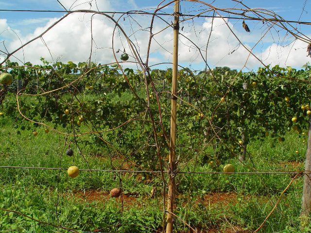 Trichoderma No Controle Da Murcha De Fusarium Em Maracujá Revista Campo And Negócios 9076