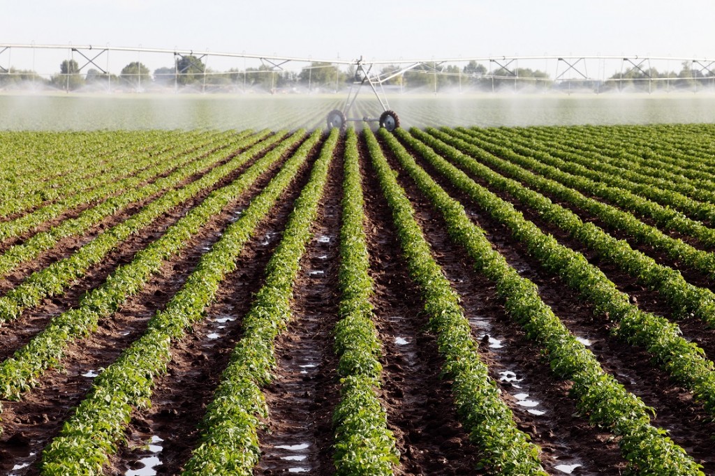 Os fertilizantes organominerais fornecem matéria orgânica para o solo - Crédito Shutterstock