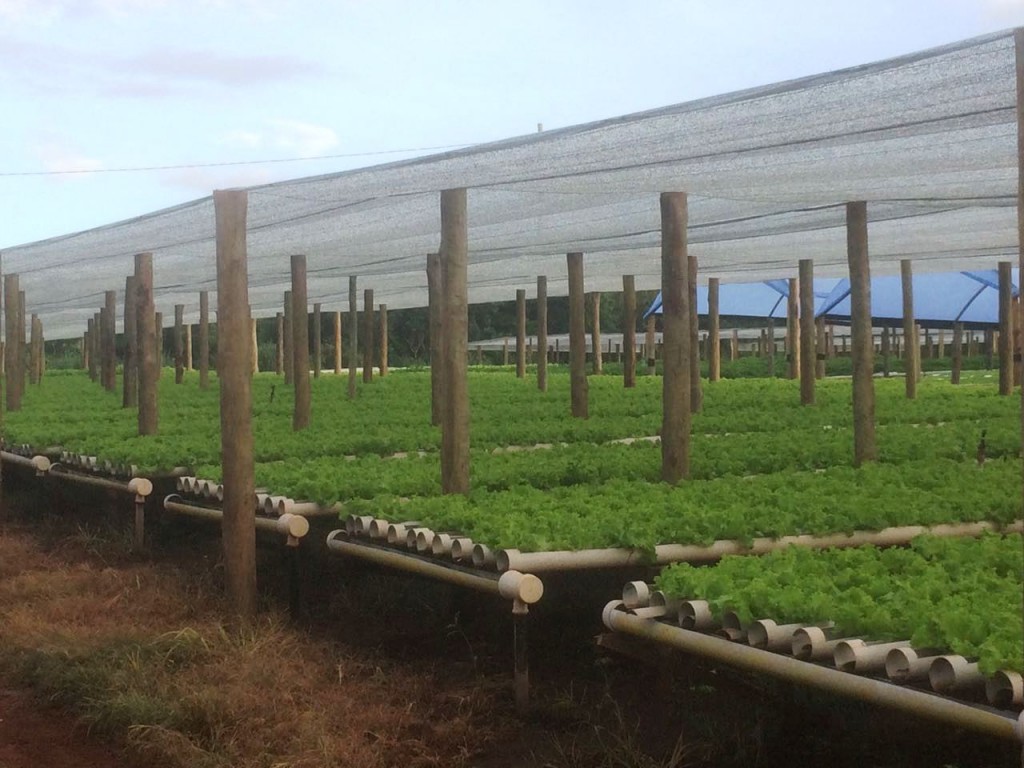 Telado com ALUMINET na cobertura para produção de hortaliças em hidroponia.