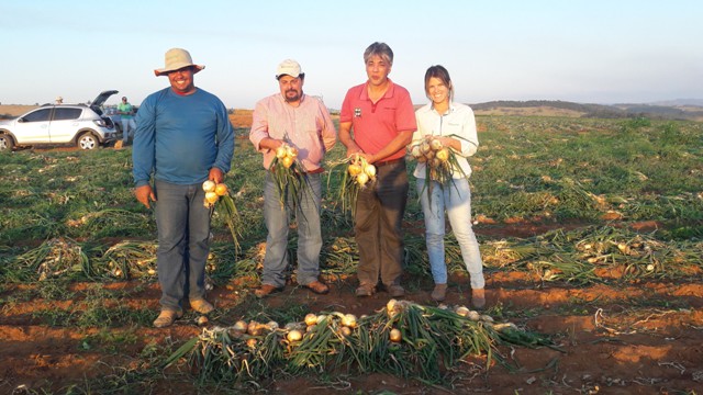 Cebola Rio Grande produzida na fazenda do produtor Mateus Vedovato, em São José do Rio Pardo (SP) - Crédito Hazera